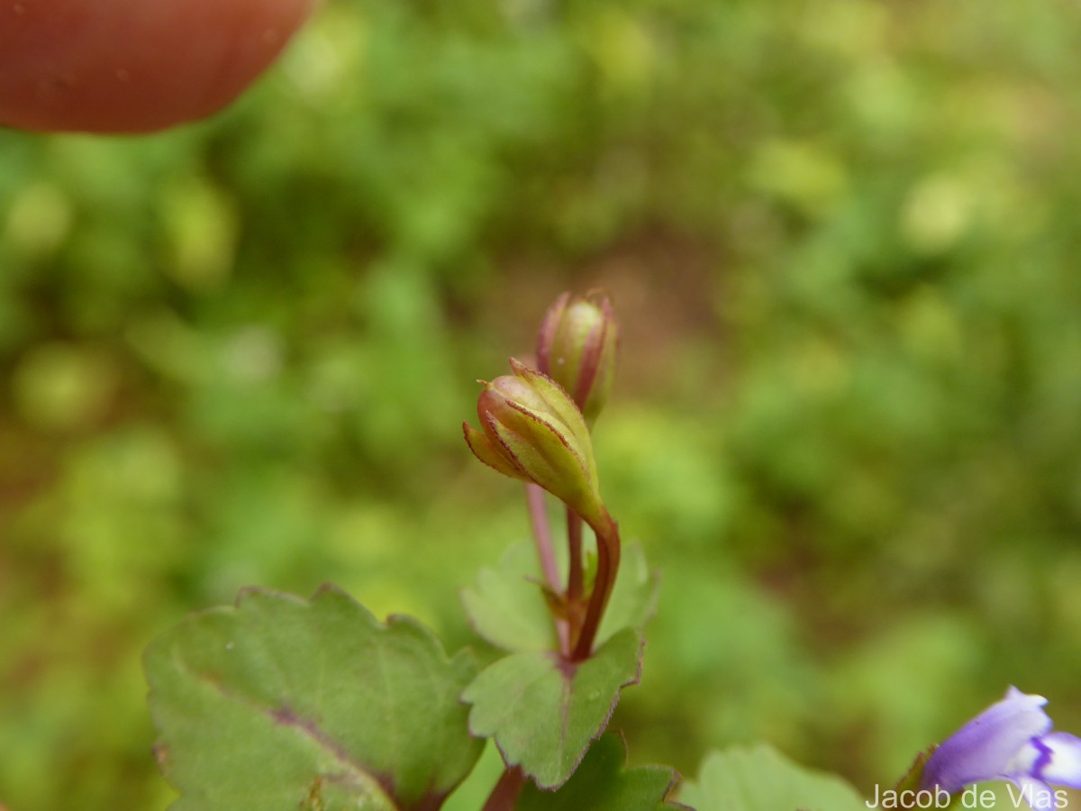 Torenia crustacea (L.) Cham. & Schltdl.